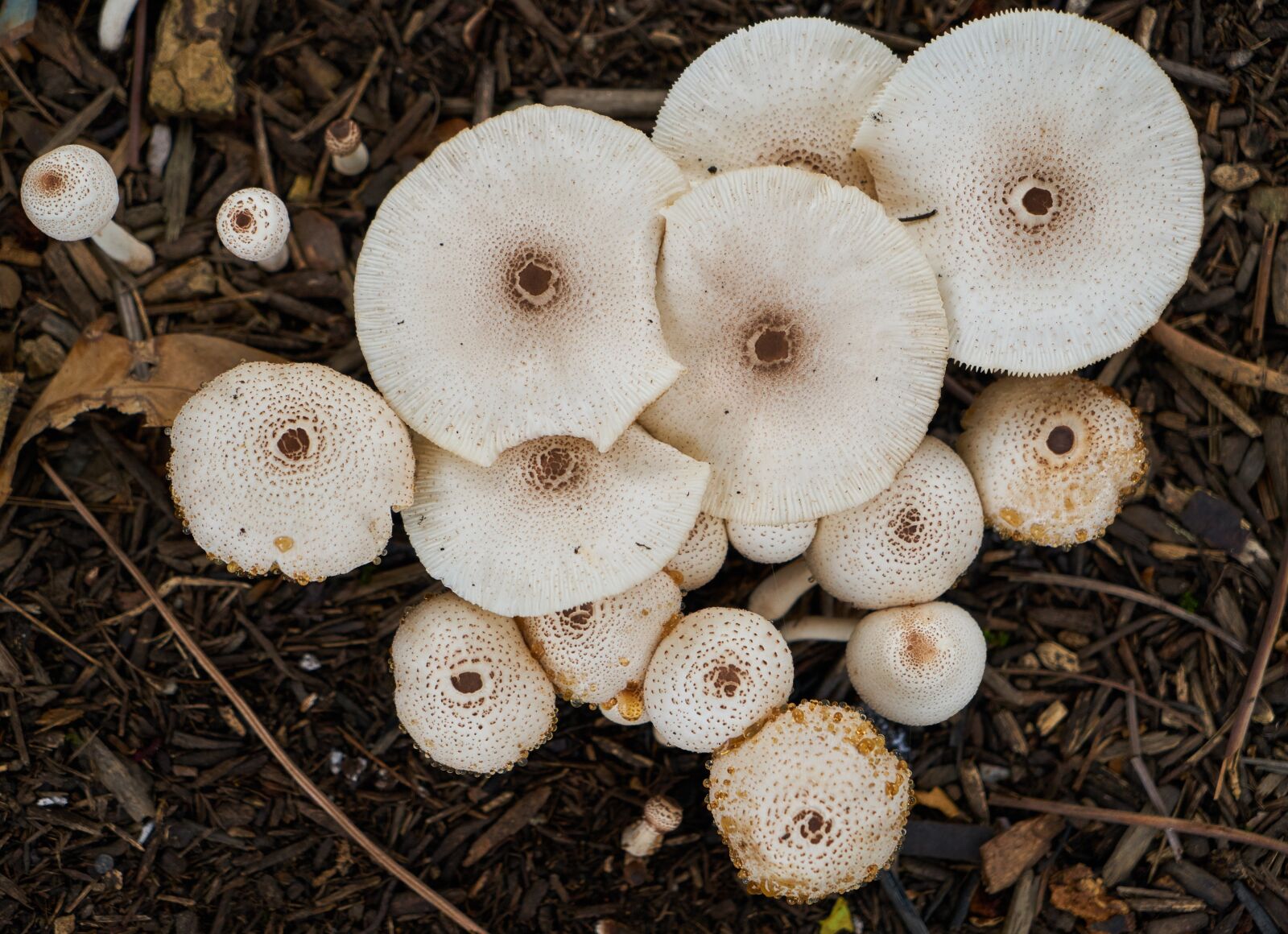 Sony a7R II sample photo. Mushroom, mushrooms, organic photography