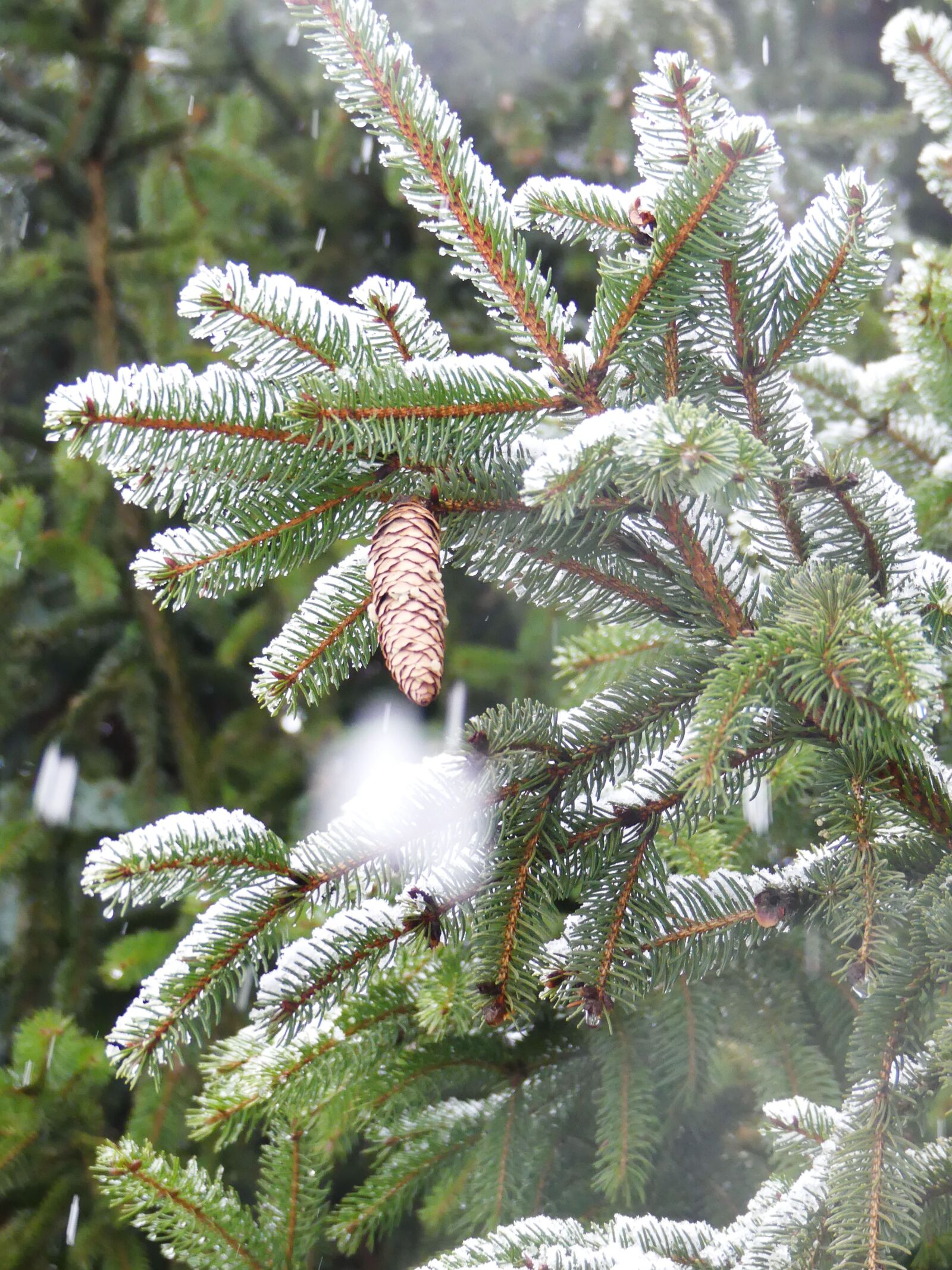 Panasonic Lumix DMC-FZ300 sample photo. Winter, spruce, pine cone photography
