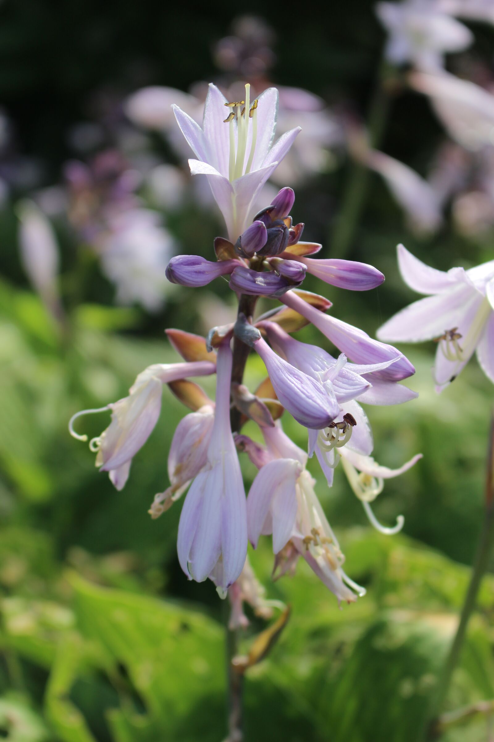 Canon EOS 100D (EOS Rebel SL1 / EOS Kiss X7) sample photo. Flower, plans, nature photography