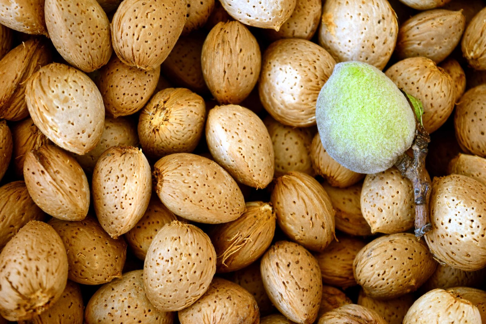 Nikon D3300 sample photo. Seed, peach, food, diet photography