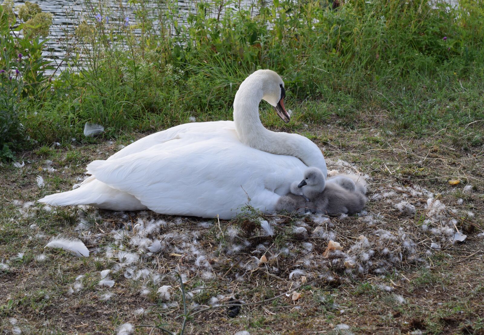 Nikon D5300 sample photo. Swan, chicks, ducks photography