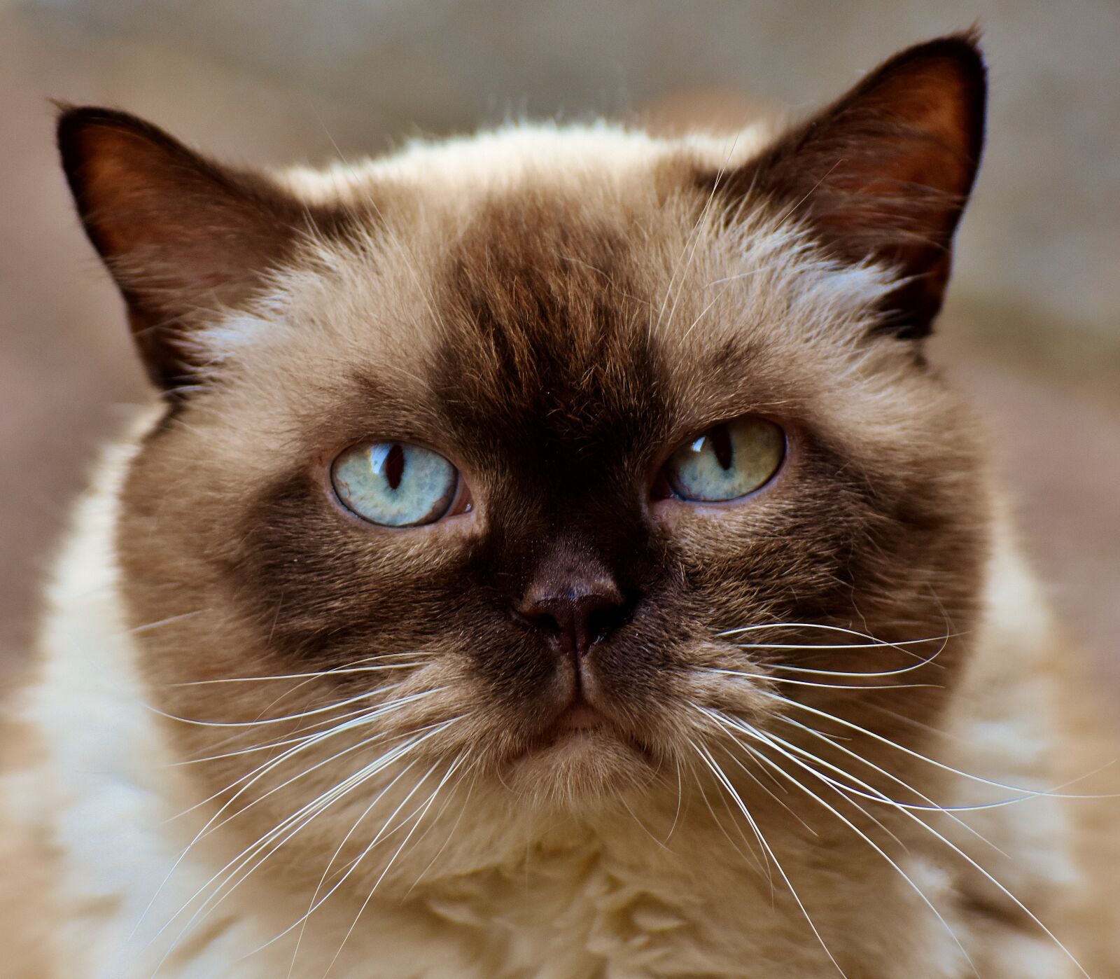 Nikon D7200 sample photo. British shorthair, cat, cute photography