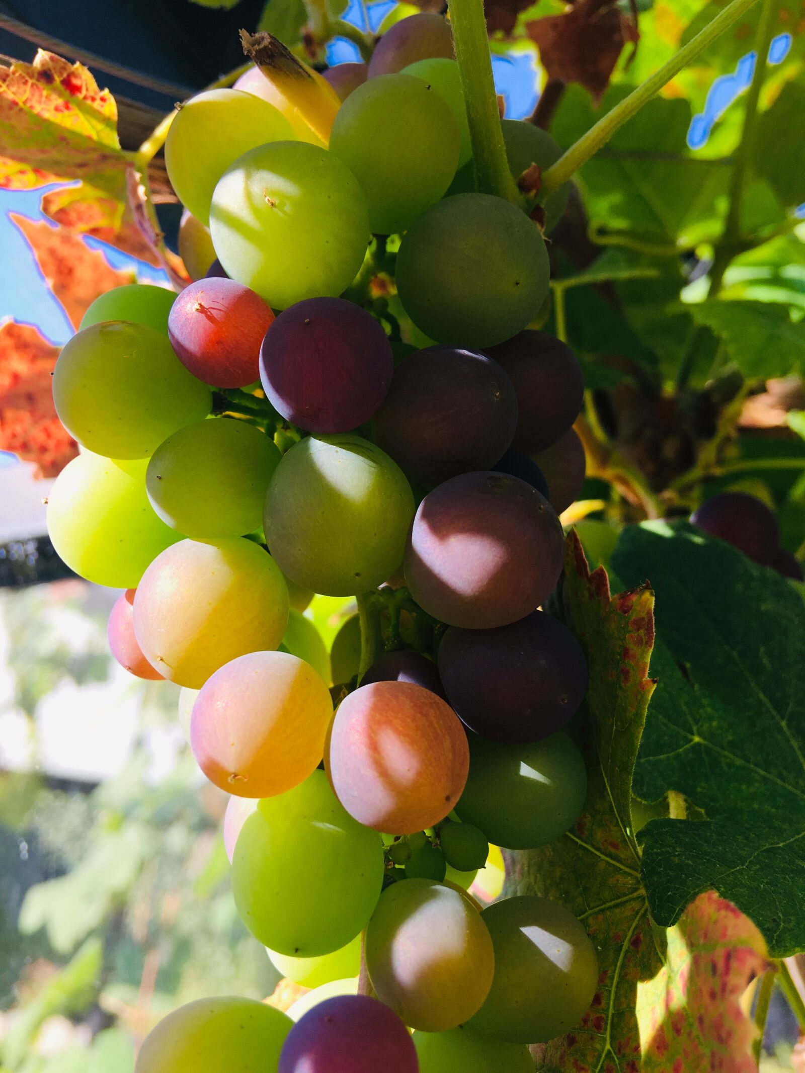 iPhone SE back camera 4.15mm f/2.2 sample photo. Raisin, greens, fruit photography