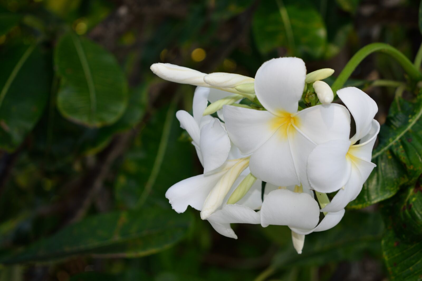 Nikon D3300 sample photo. Nature, plant, flower photography
