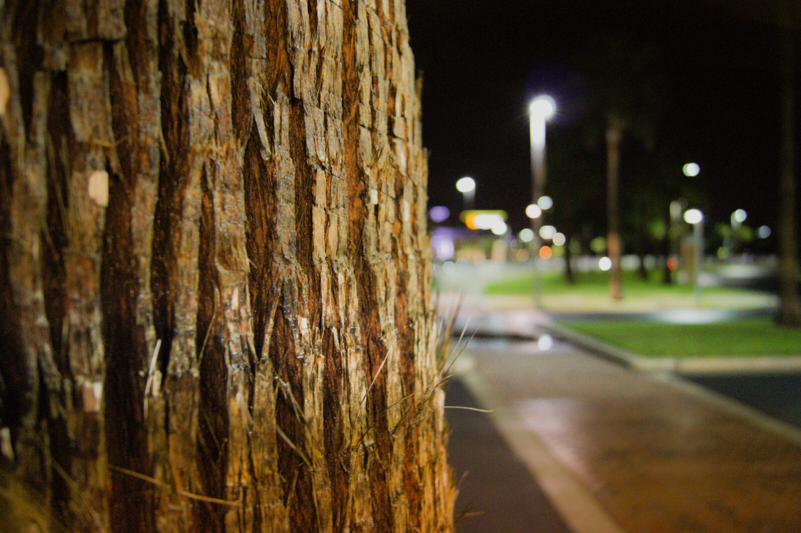Sony Alpha DSLR-A390 sample photo. Night, tree photography