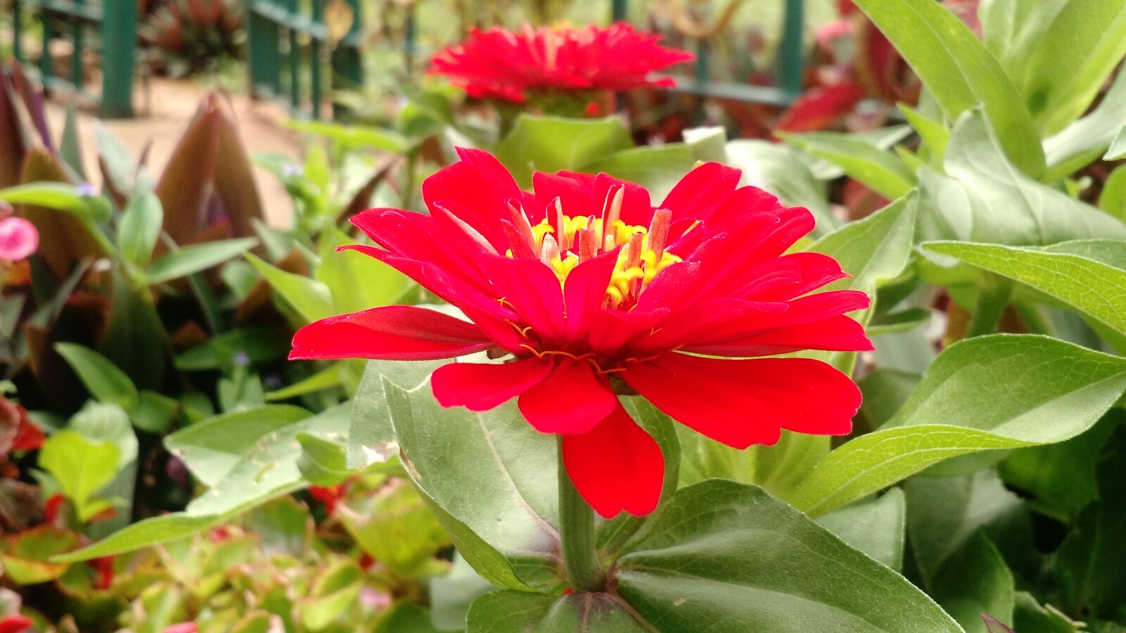 Motorola Moto X (2nd Gen) sample photo. Red, flower photography