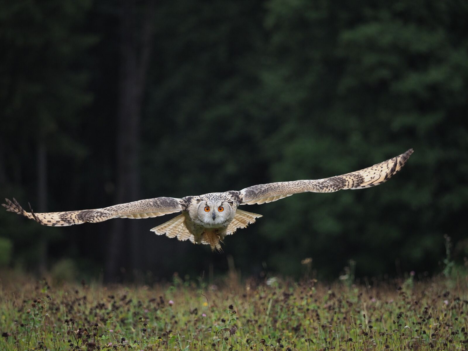 Olympus OM-D E-M1 Mark II + Olympus M.Zuiko Digital ED 40-150mm F2.8 Pro sample photo. Bird, animal, owl photography