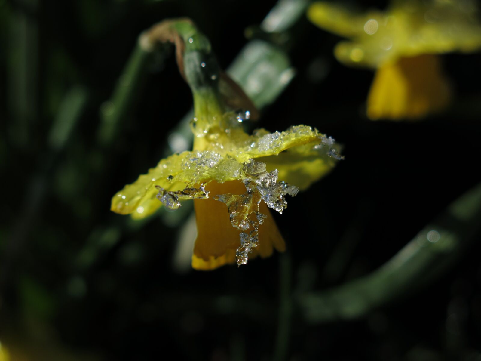 Canon PowerShot G15 sample photo. Daffodils, yellow, ice melt photography