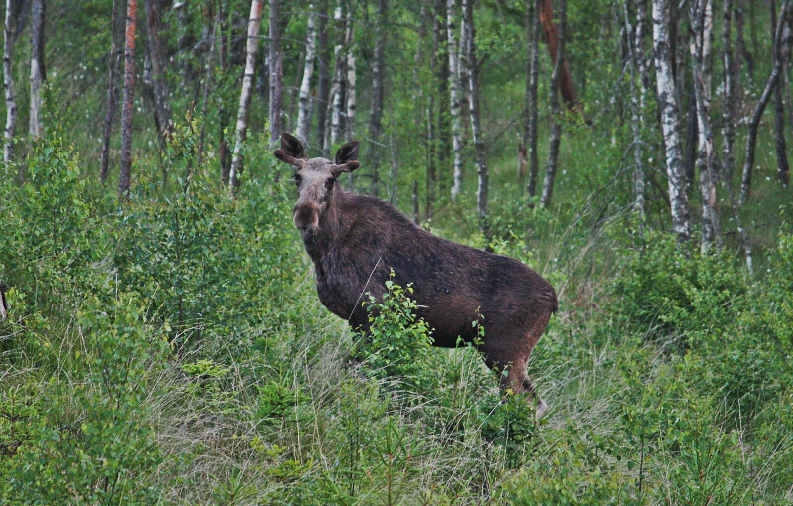 Canon EOS 450D (EOS Rebel XSi / EOS Kiss X2) sample photo. Moose, young bull moose photography