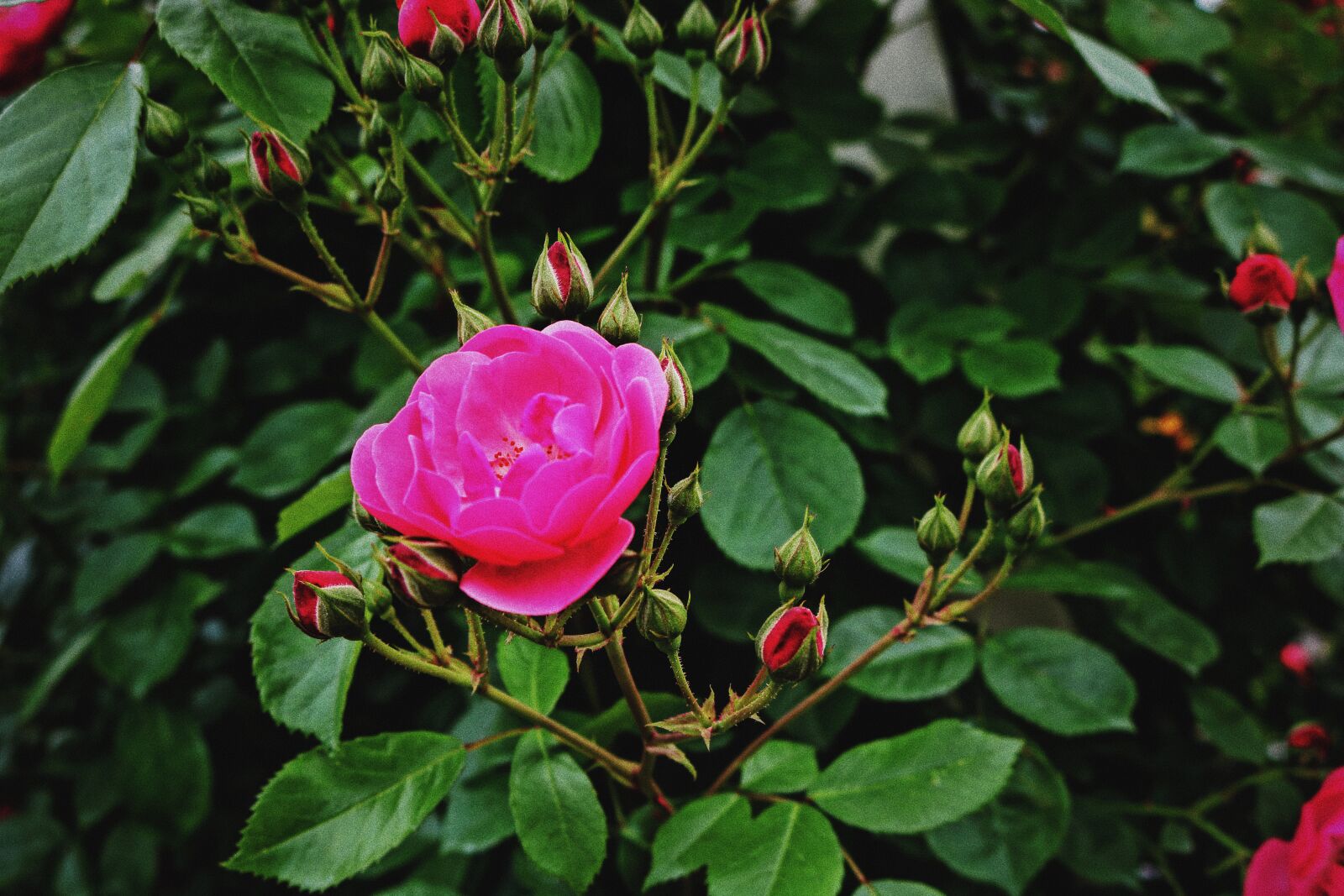 Canon EOS 750D (EOS Rebel T6i / EOS Kiss X8i) sample photo. Flowers, flower, beautiful photography