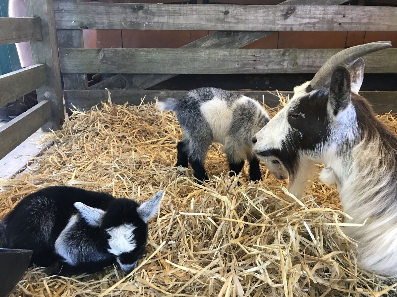 iPhone 7 back camera 3.99mm f/1.8 sample photo. Goat, kid, goats photography