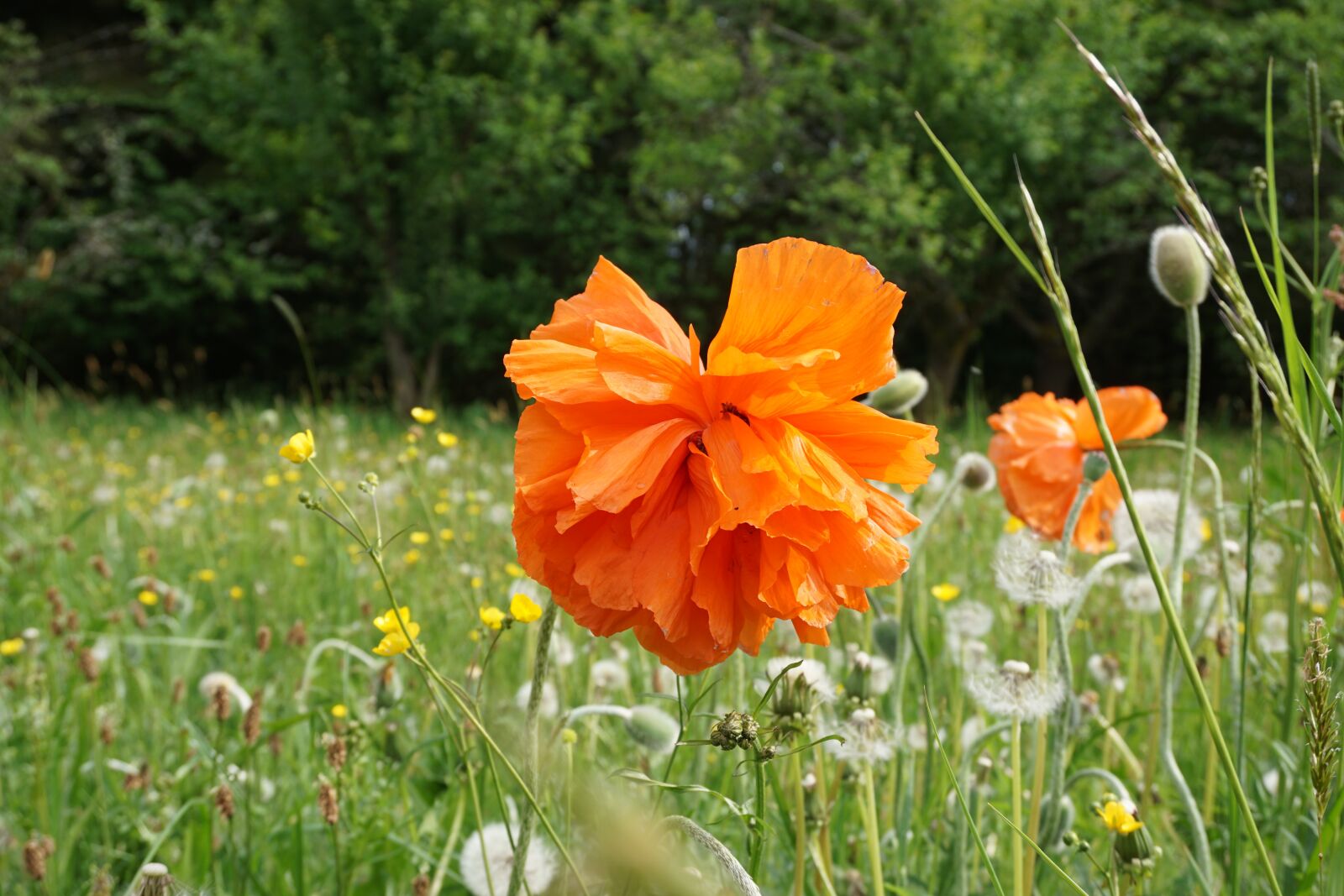 Sony a6000 sample photo. Poppy flower, orange, nature photography