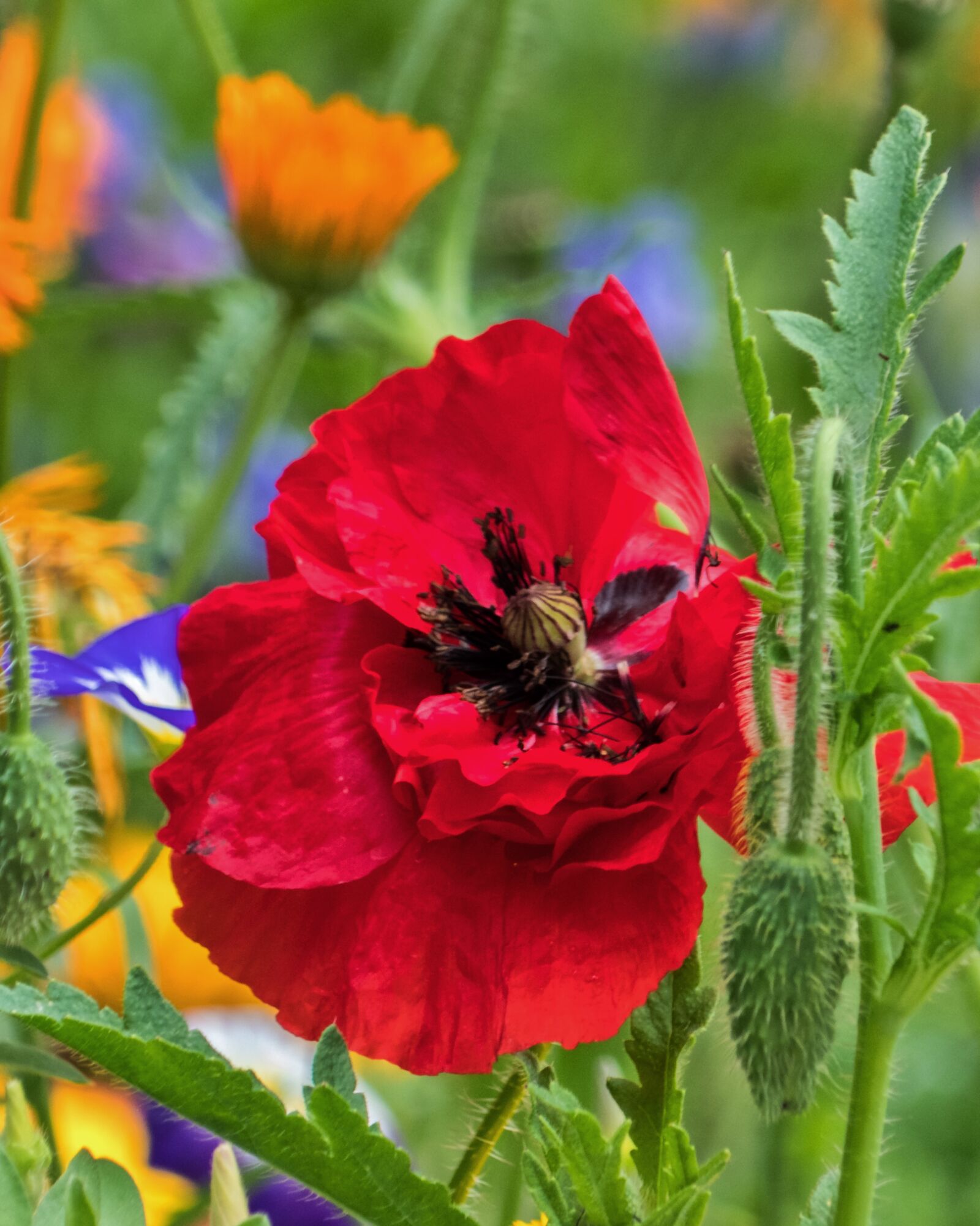 Panasonic Lumix DMC-FZ300 sample photo. Botany, poppy, colorful flowers photography