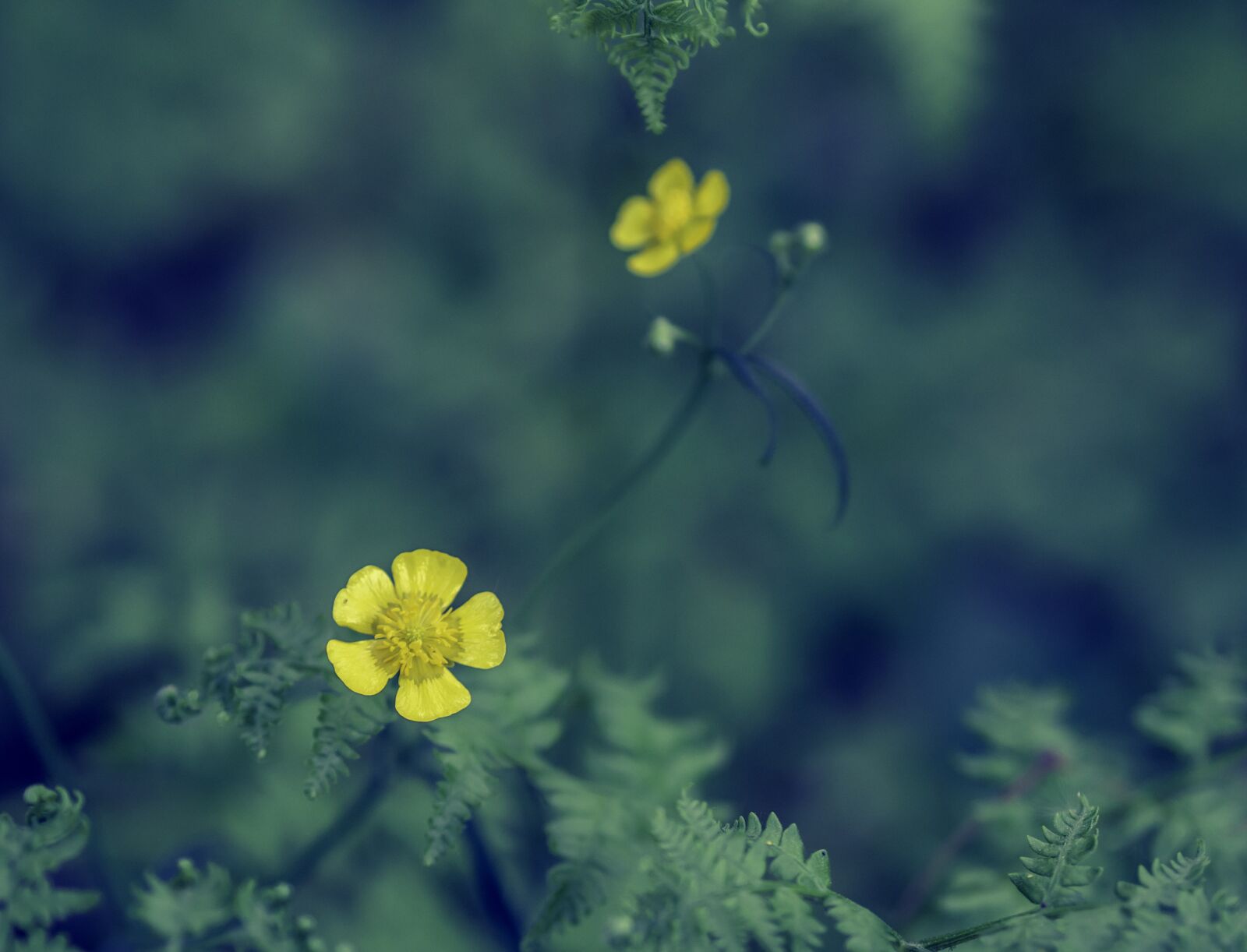 Olympus OM-D E-M10 II sample photo. Buttercup, ranunculus, yellow photography