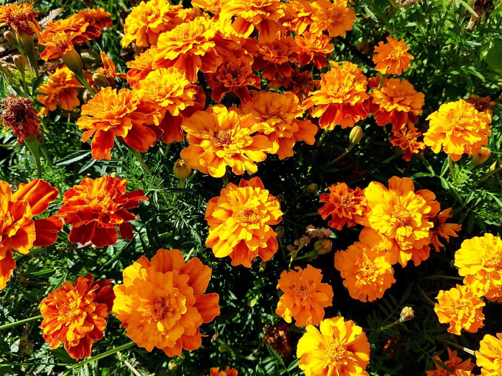 Samsung SM-G930F sample photo. Flowers, forest, greens photography
