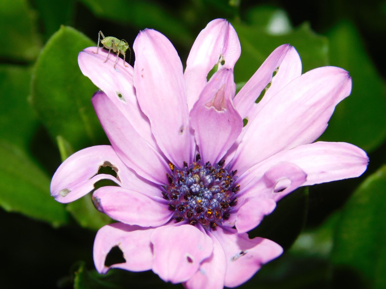 Nikon Coolpix L840 sample photo. Nature, flowers, spring photography