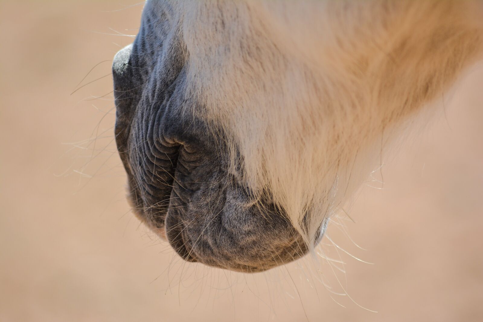 Nikon D5200 sample photo. Animal, mammal, wildlife photography