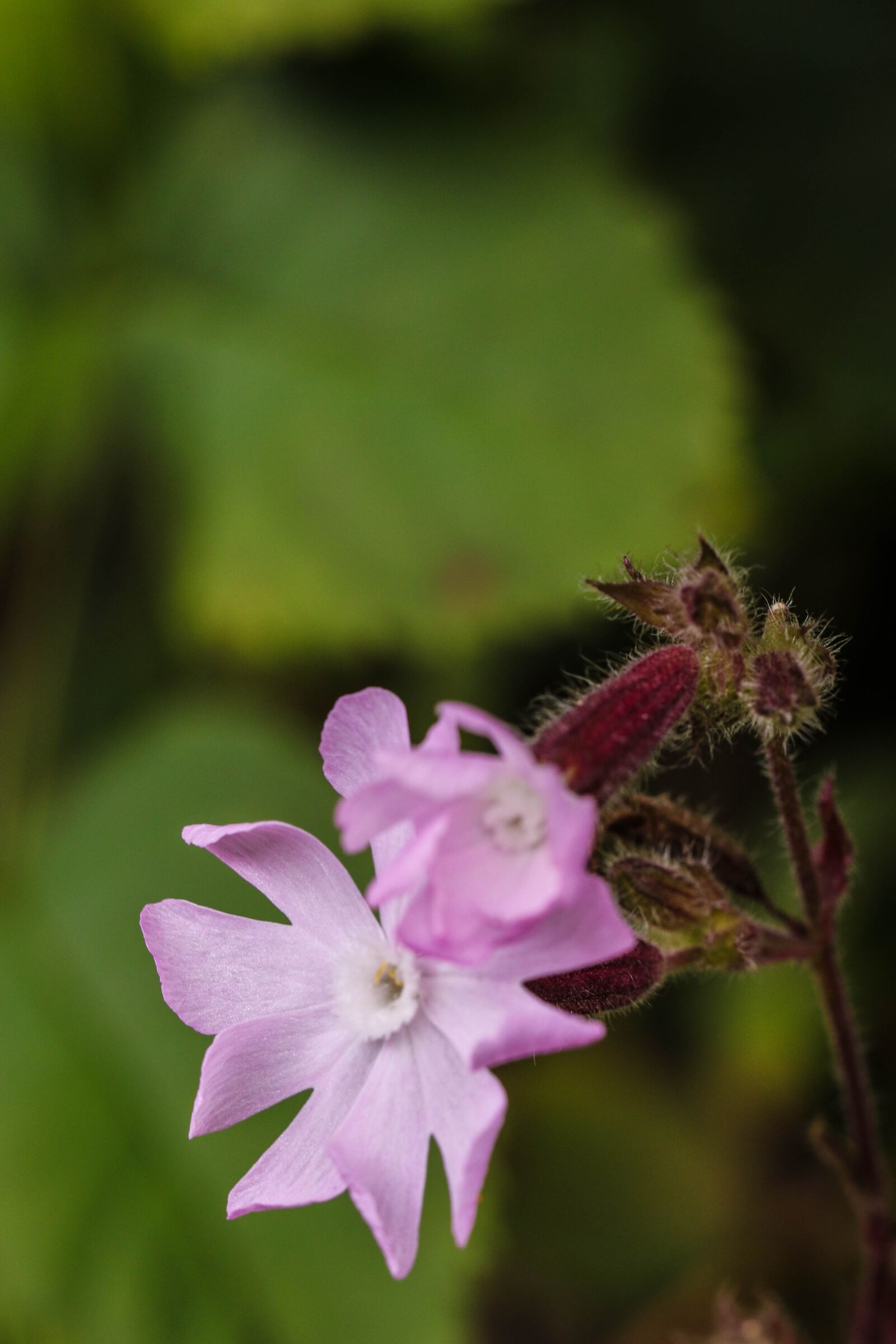 Canon EOS 7D Mark II sample photo. Wildflower, summer flower, macro photography