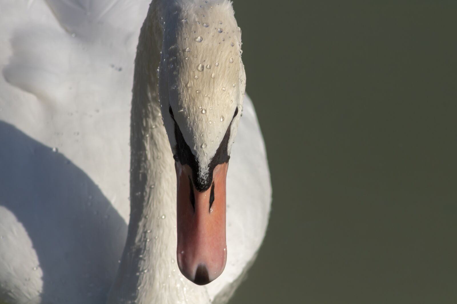 Canon EF75-300mm f/4-5.6 sample photo. Mute swan, bird, swim photography