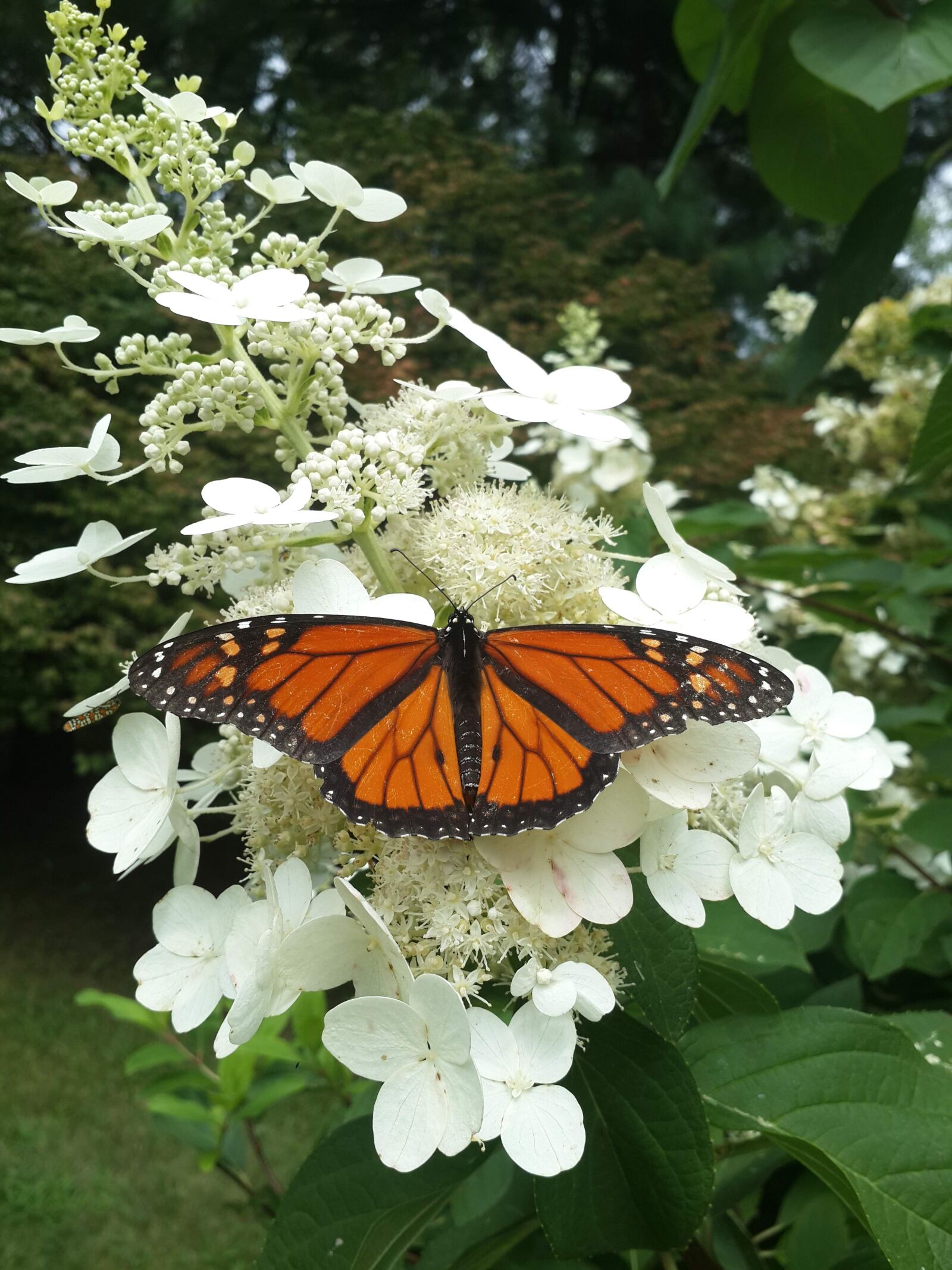 Samsung Galaxy S4 sample photo. Butterfly, spring, flower photography