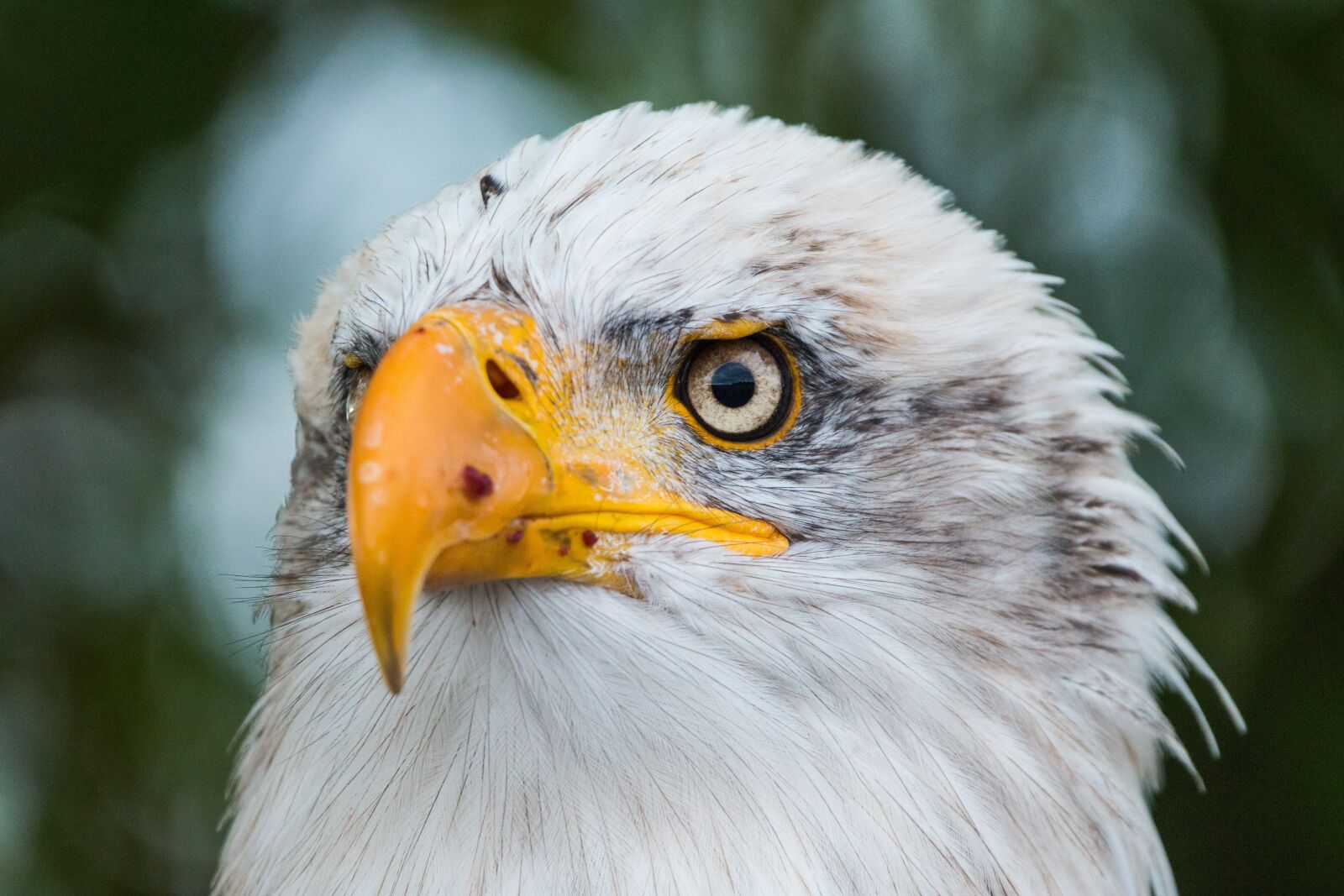 150-600mm F5-6.3 DG OS HSM | Contemporary 015 sample photo. Bald eagle, haliaeetus leucocephalus photography