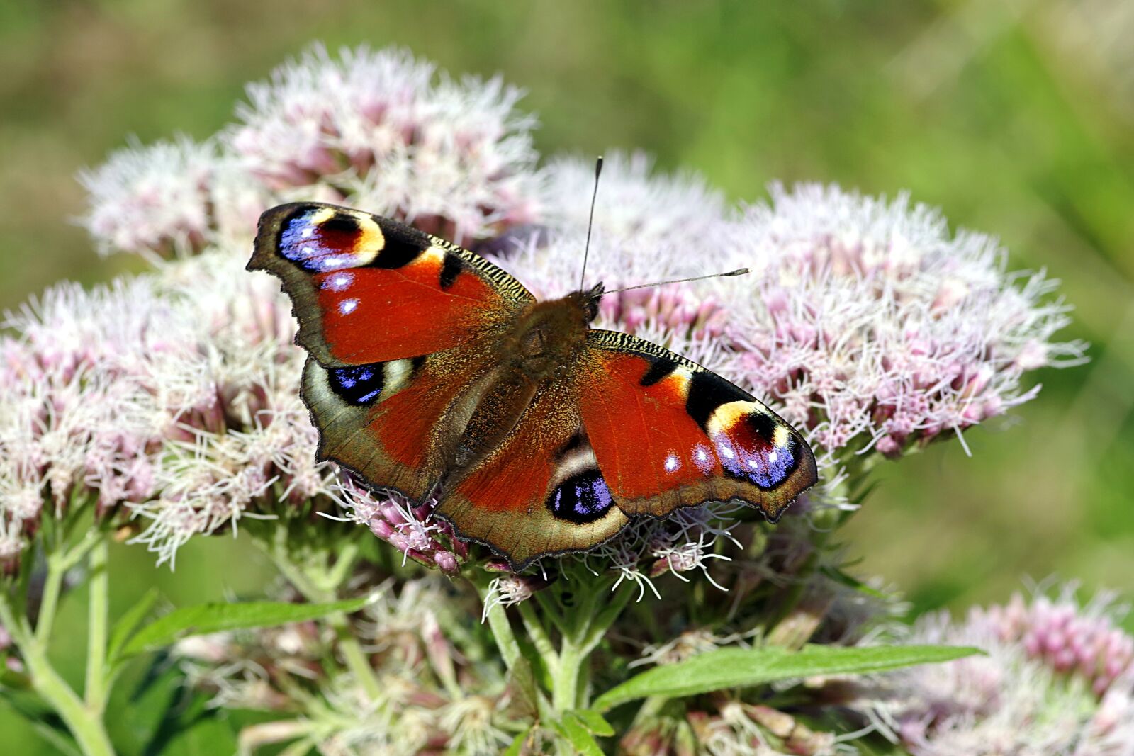 Pentax K-S2 sample photo. Painted peacock, butterfly, red photography