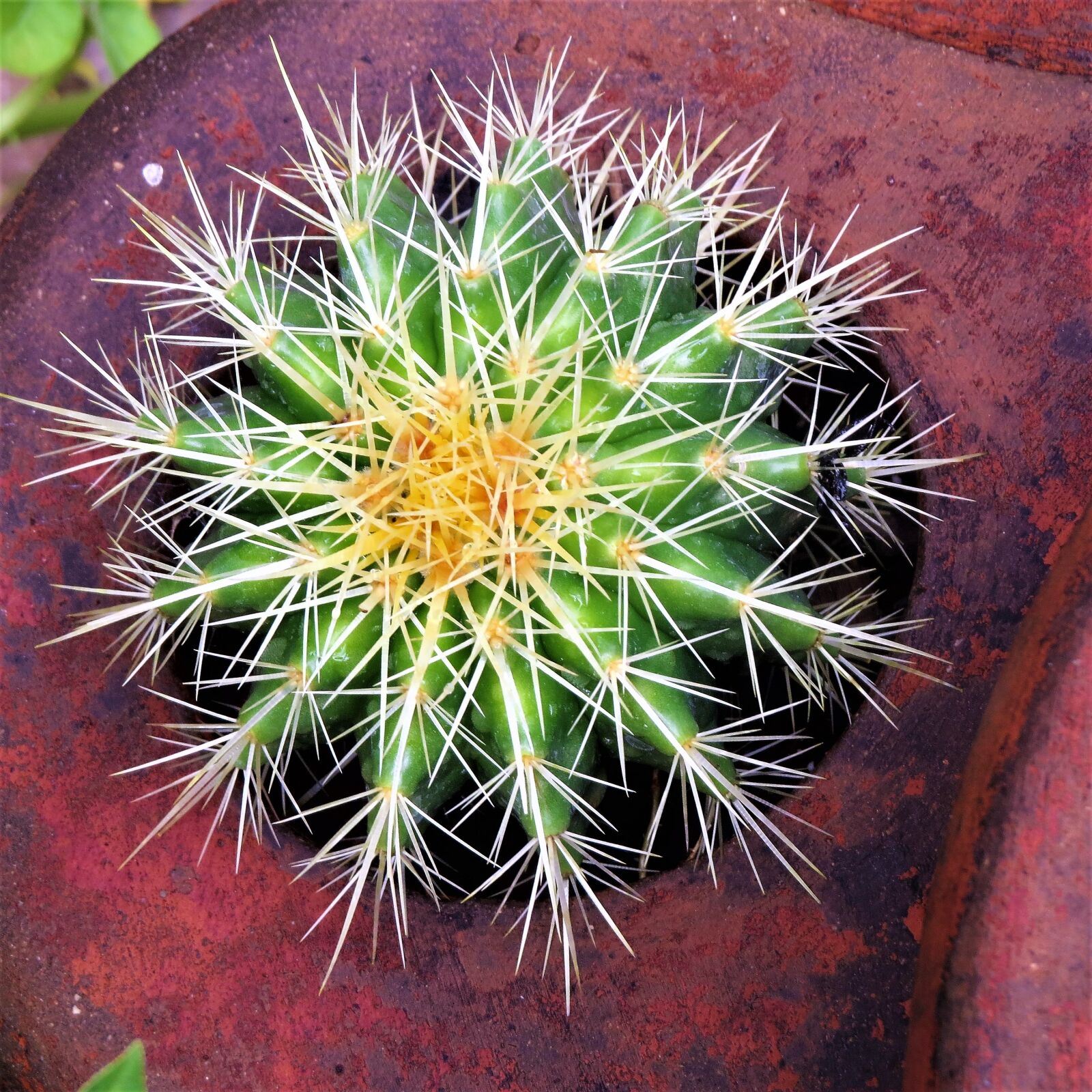 Canon PowerShot SX50 HS sample photo. Cactus, green, white photography