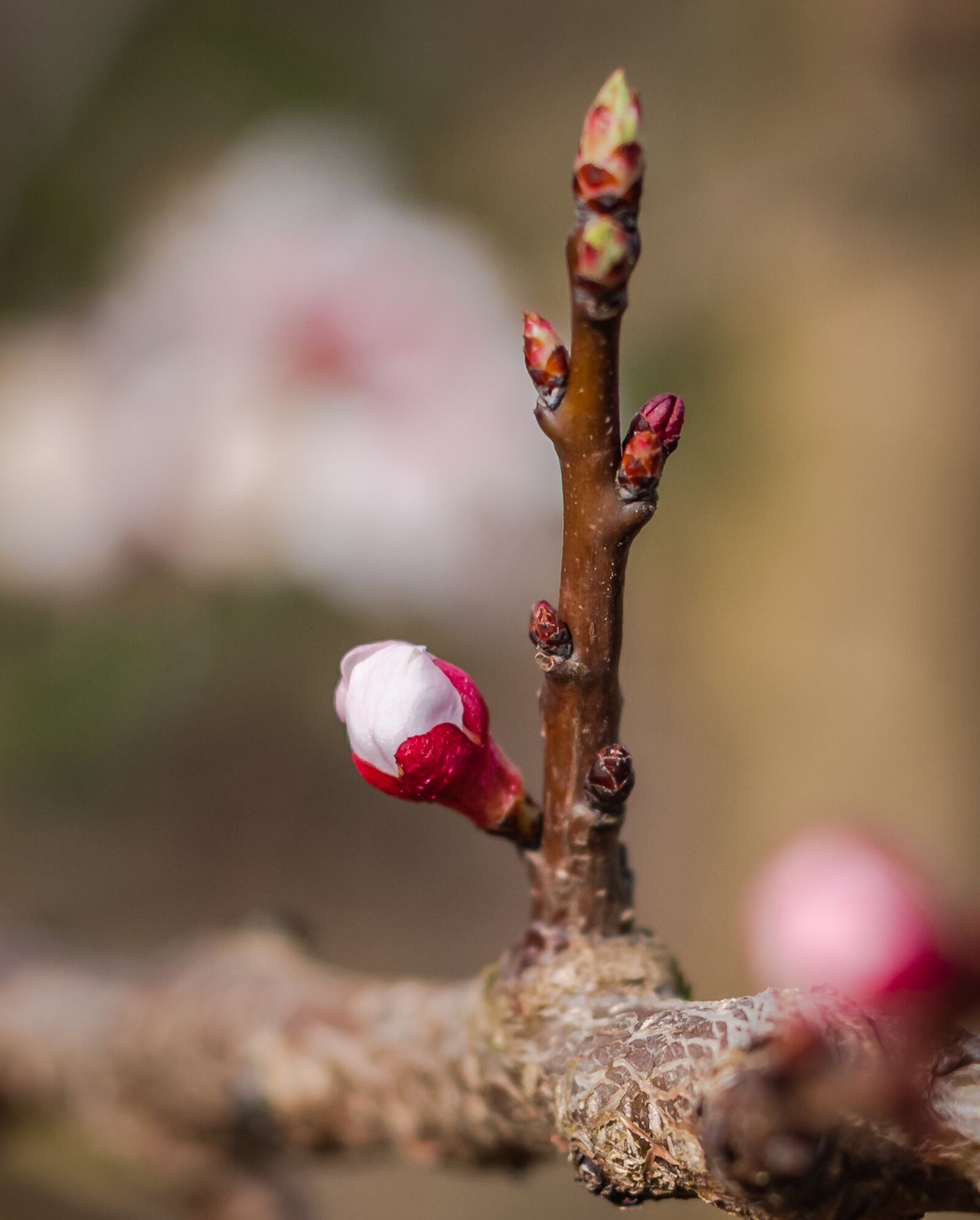 Nikon D750 sample photo. Bud, spring, apricots photography
