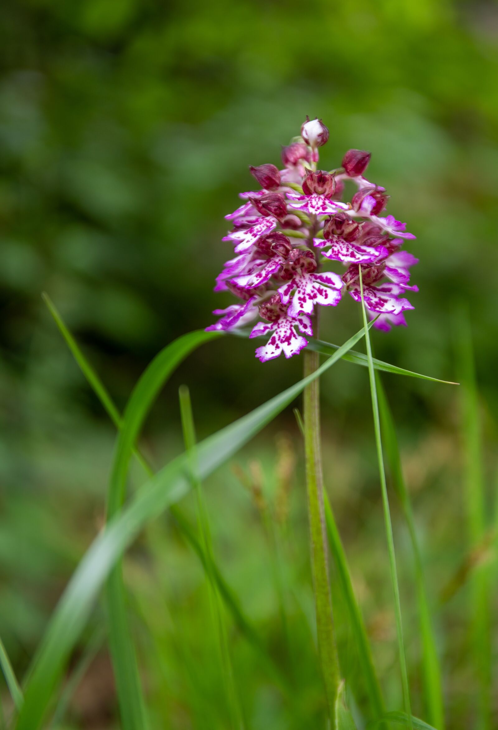 Canon EF 24-70mm F4L IS USM sample photo. Orchis, purpurea, orchid photography