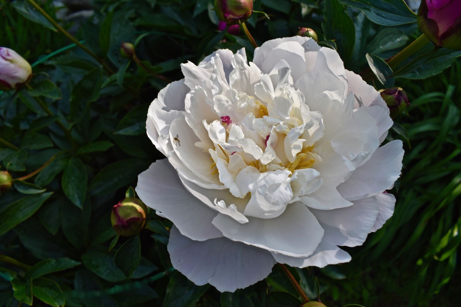 Nikon D3500 sample photo. White, peony, garden photography