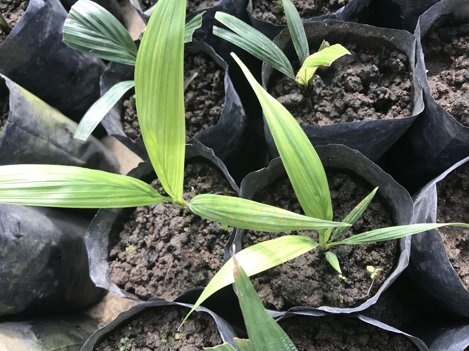 iPhone 7 back camera 3.99mm f/1.8 sample photo. Oil, palm, prenursery, seedlings photography