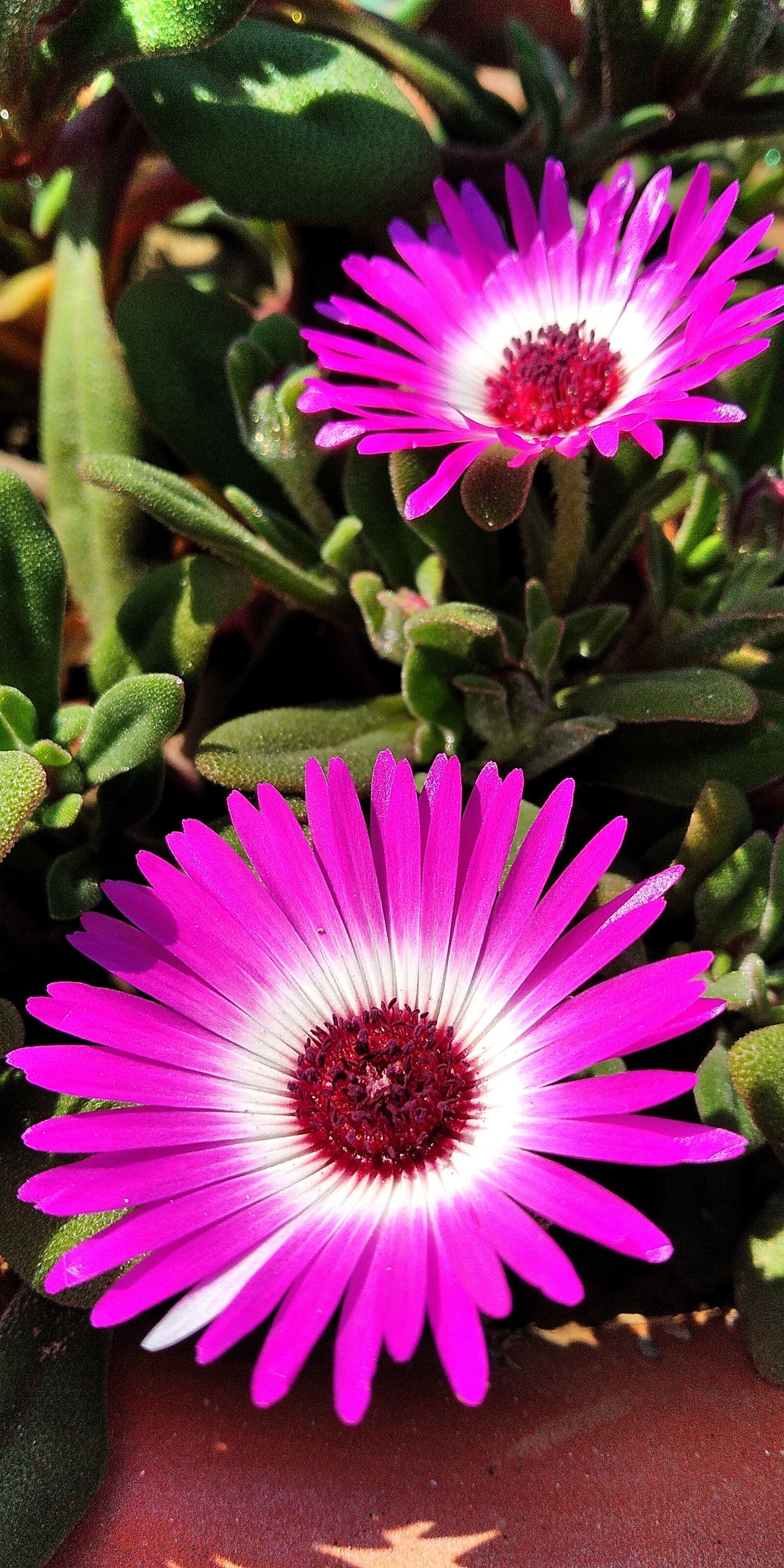 Xiaomi Redmi Note 5 sample photo. Flower, nature, garden photography