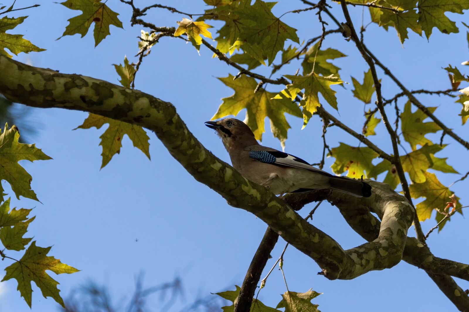 Nikon D7200 sample photo. Bird, songbird, feather photography