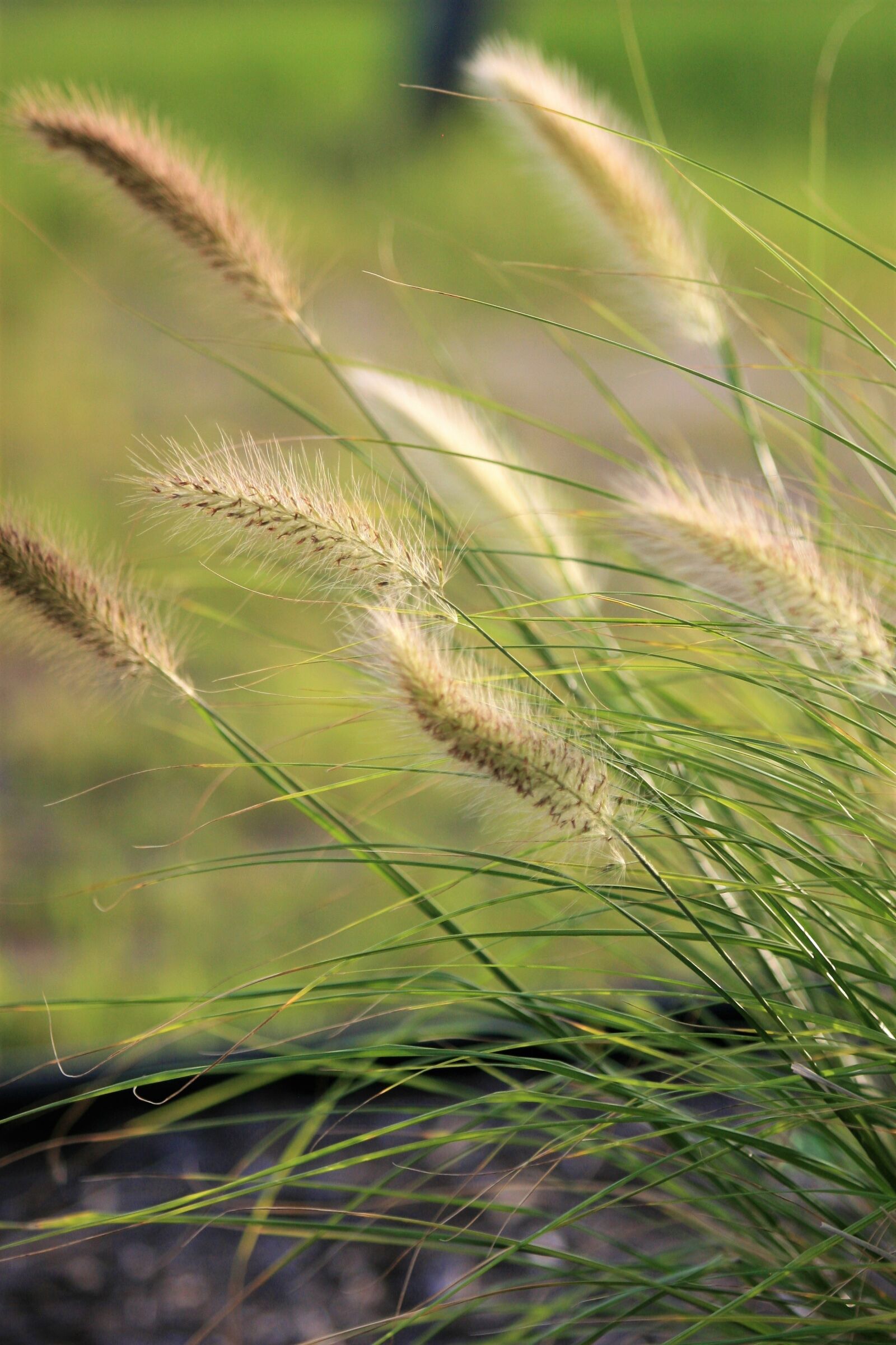Canon EOS 30D sample photo. Purple fountain grass, ornamental photography