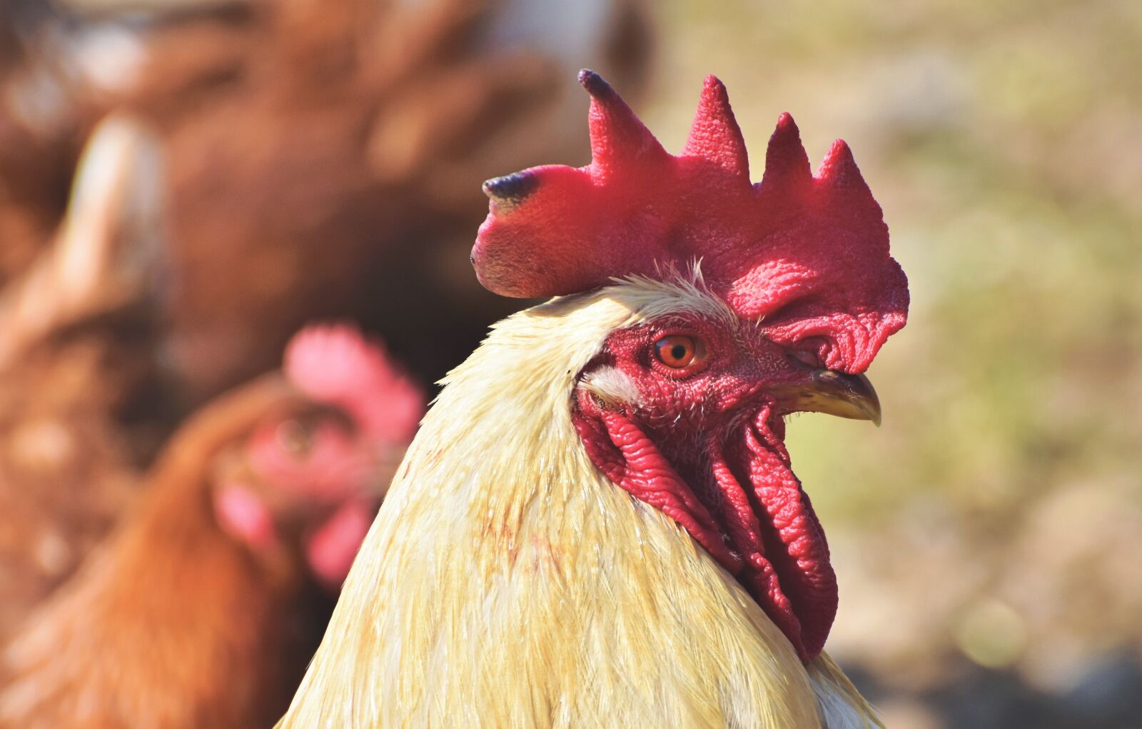 Nikon D7200 sample photo. Hahn, rooster head, crow photography