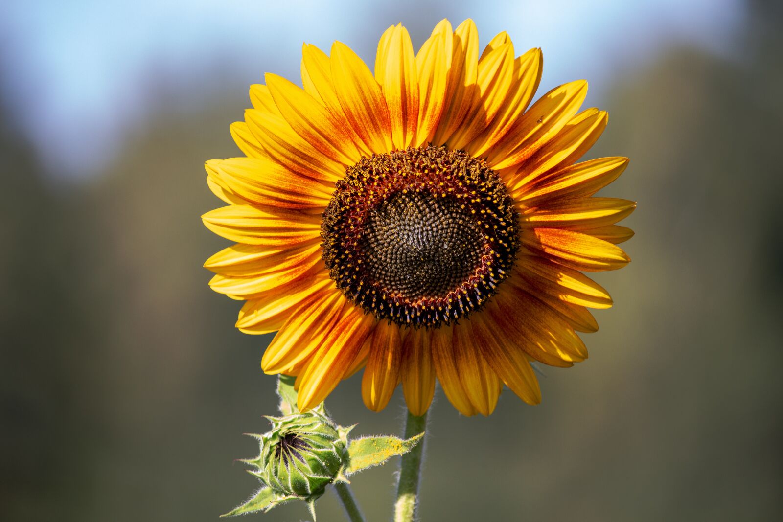 Canon EF-S 55-250mm F4-5.6 IS STM sample photo. Sunflower, garden, summer photography