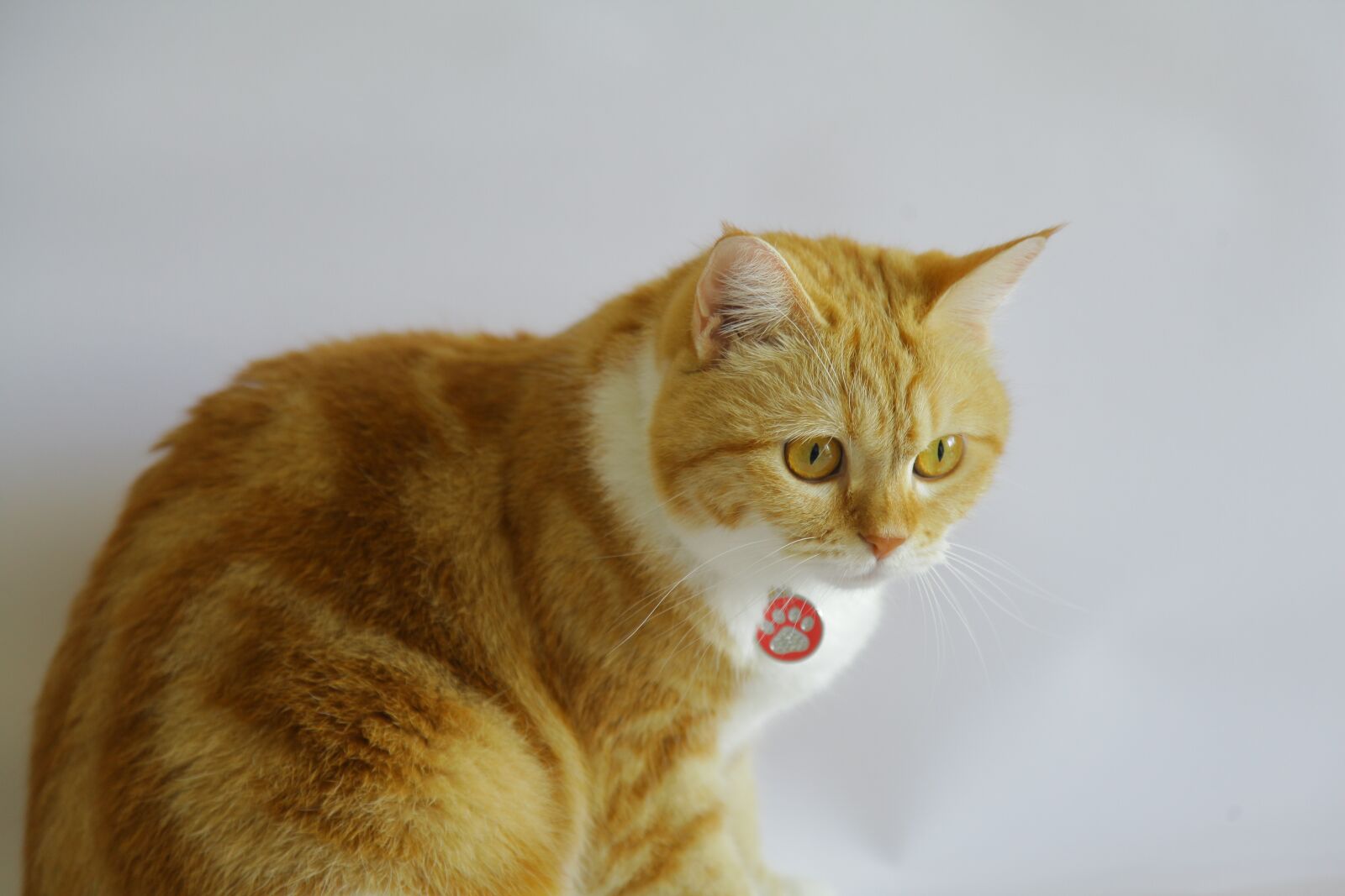 Canon EOS 5D Mark II sample photo. Orange tabby, kitten, cat photography