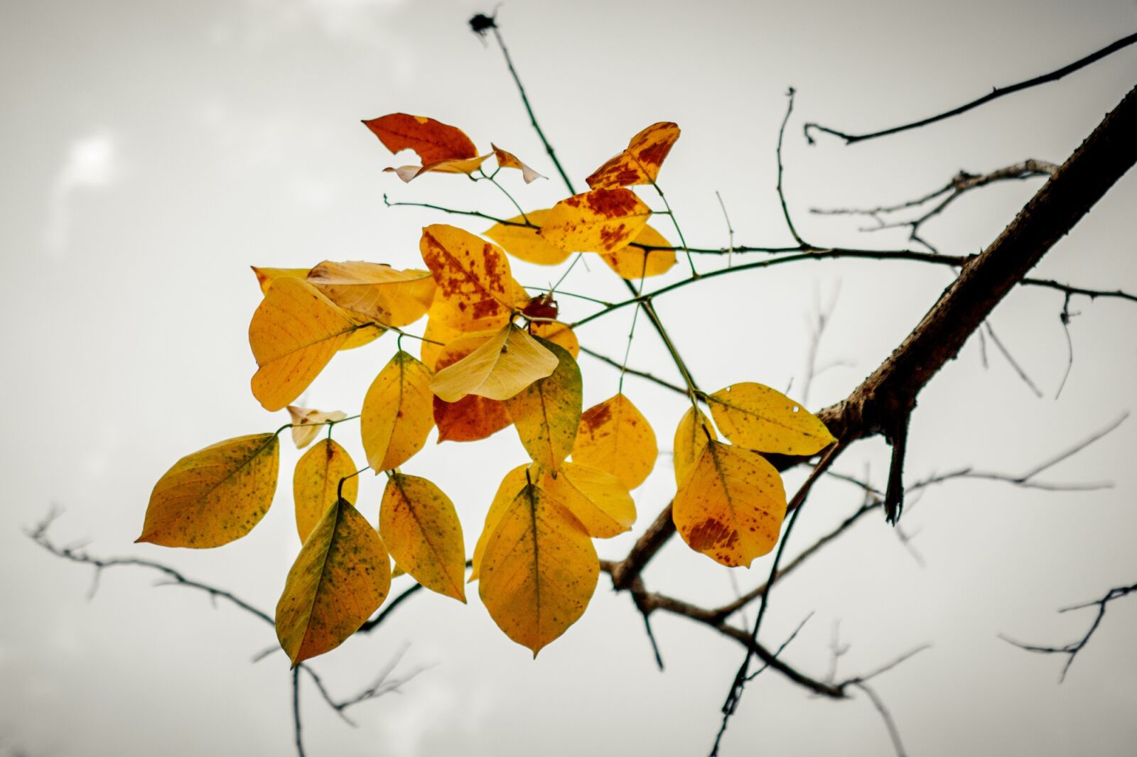 Canon EOS 750D (EOS Rebel T6i / EOS Kiss X8i) sample photo. Leaves, branch, sky photography