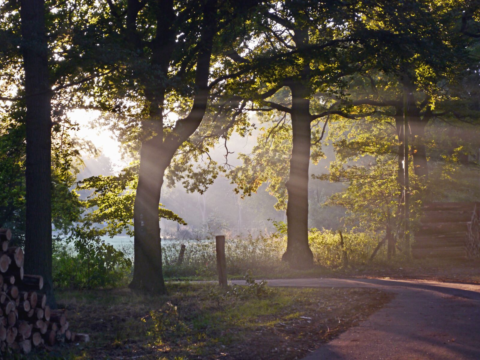 Panasonic Lumix DMC-GX1 sample photo. Tree, forest, trees, grass photography