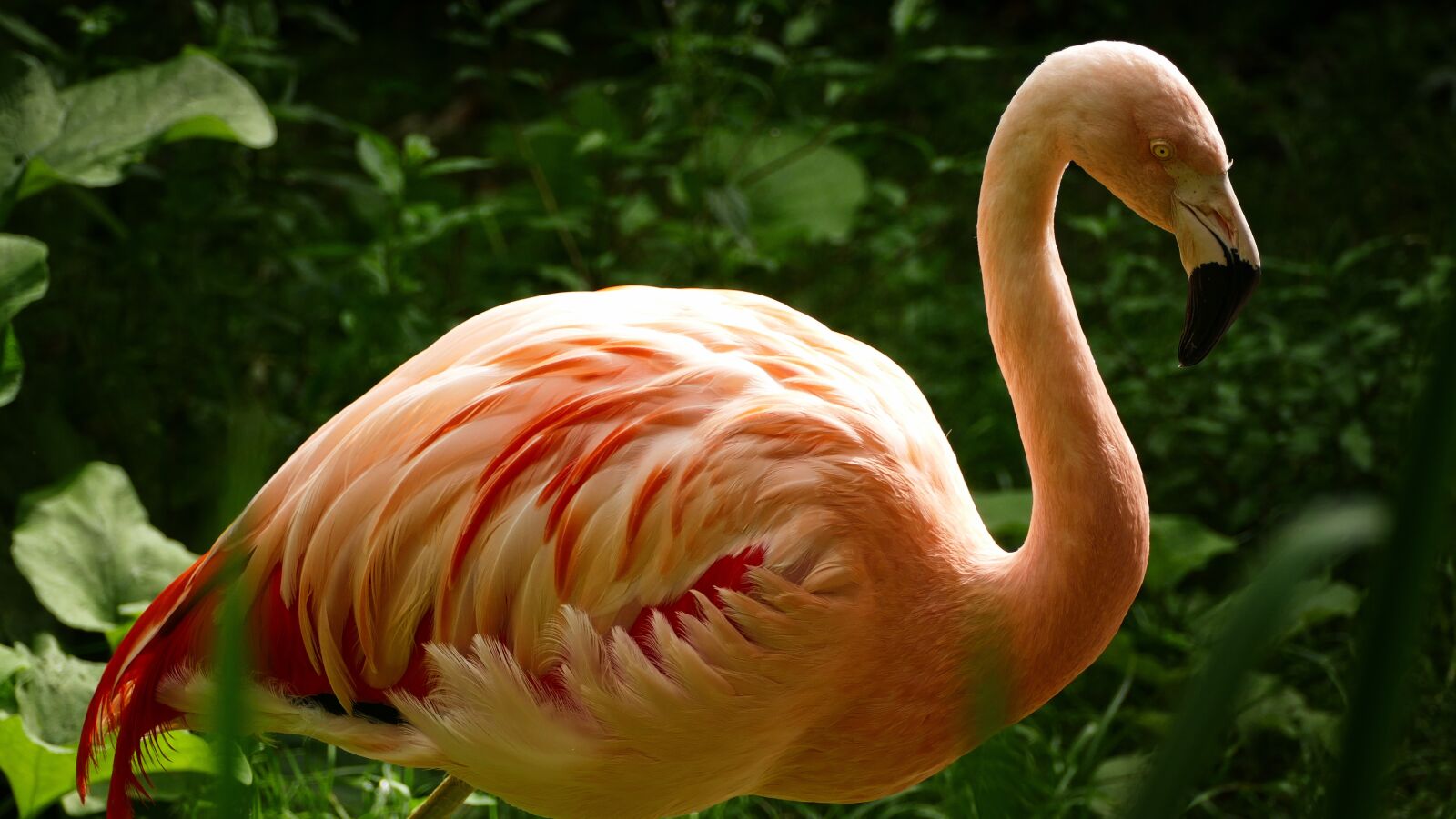 Panasonic Lumix DMC-FZ1000 sample photo. Zoo, flamingo, water bird photography
