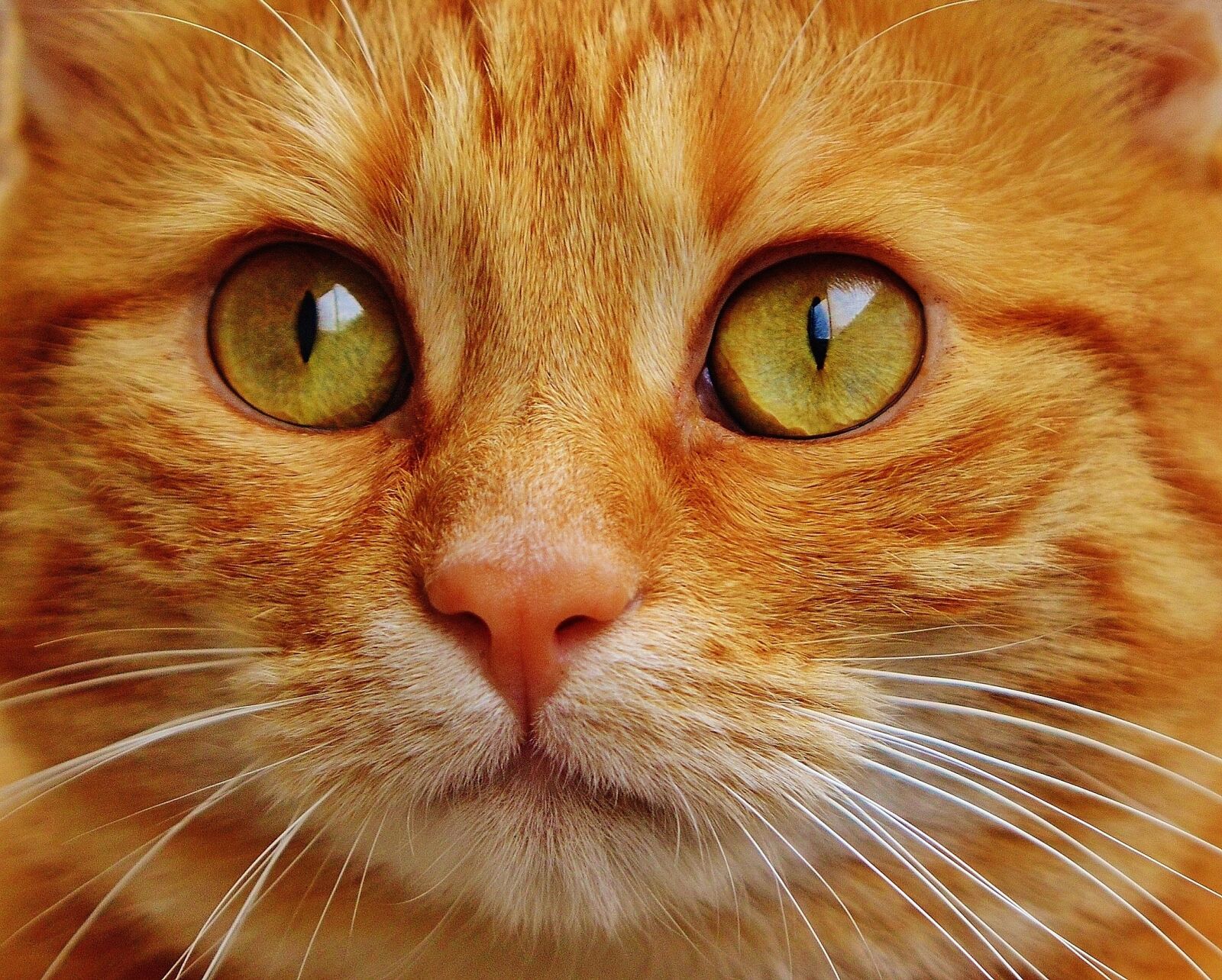 Nikon D3200 sample photo. Cat, red, cute photography