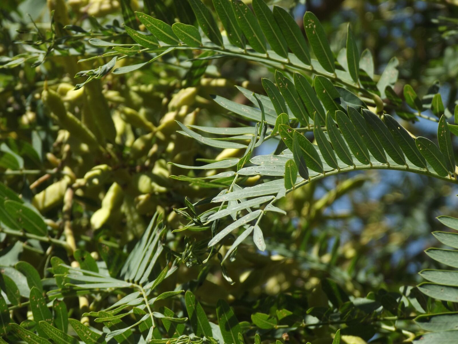 Fujifilm FinePix S2980 sample photo. Acacia, tree, branches photography