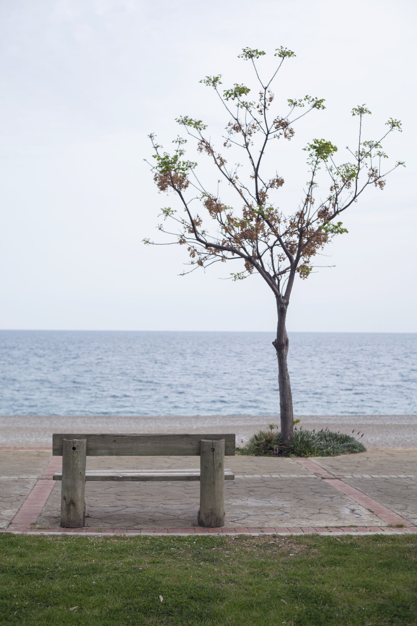 Canon EOS 5D Mark II sample photo. Nature, tree, summer photography