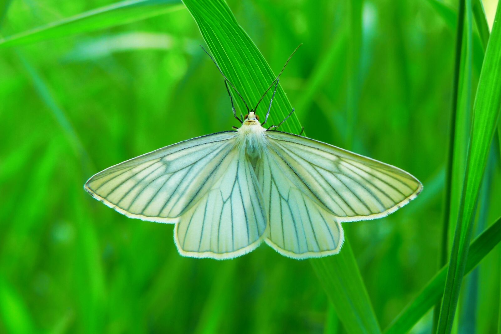 Panasonic Lumix DMC-FZ200 sample photo. Animals, invertebrates, insect photography
