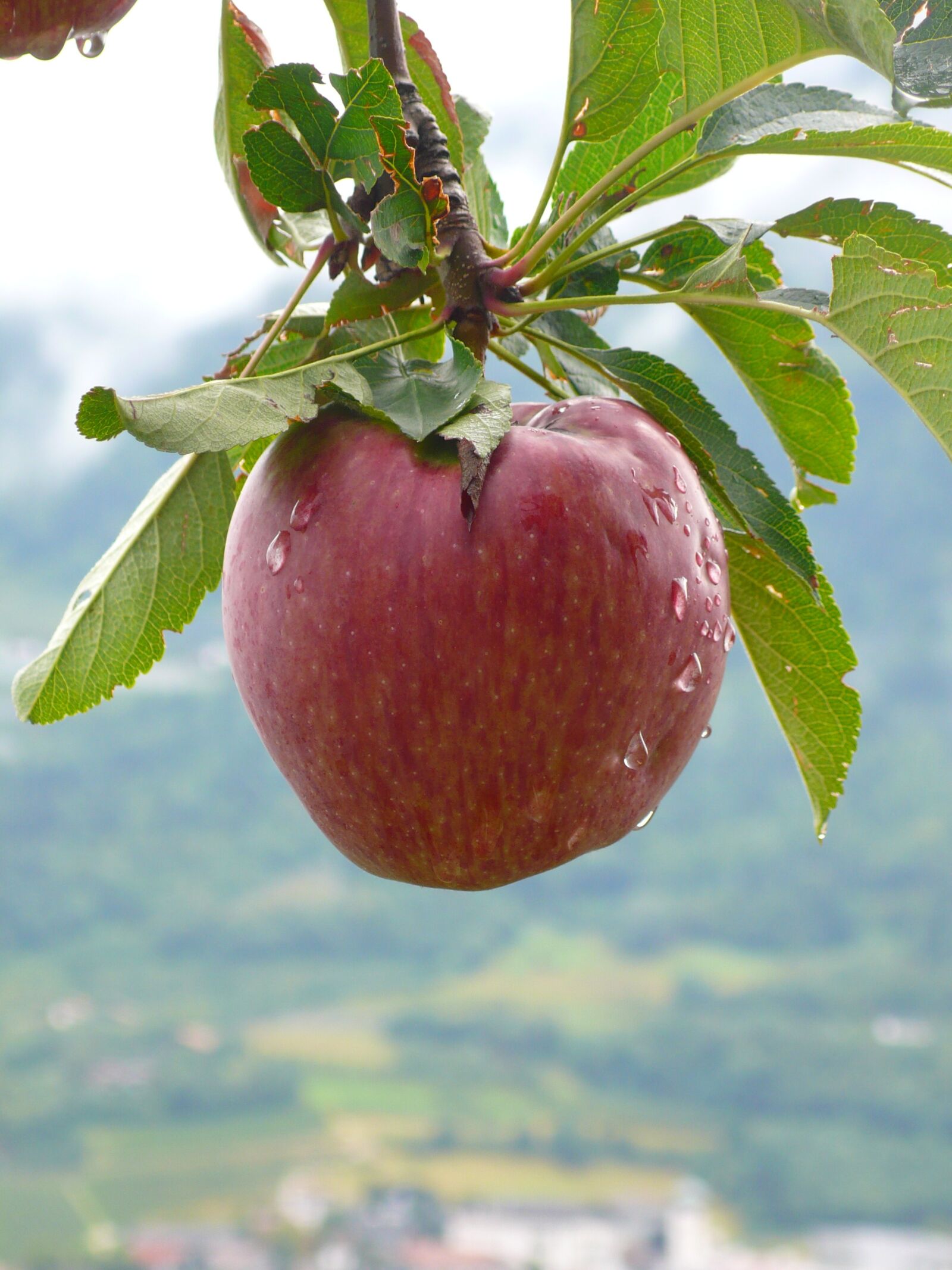 Panasonic DMC-LX2 sample photo. Apple, fruit, healthy photography