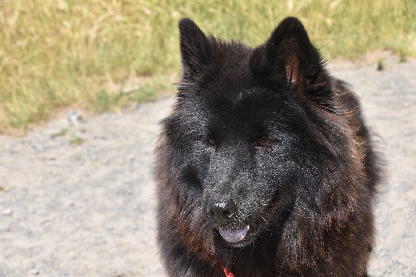Nikon D5600 sample photo. Dog, dog eurasier, dog photography