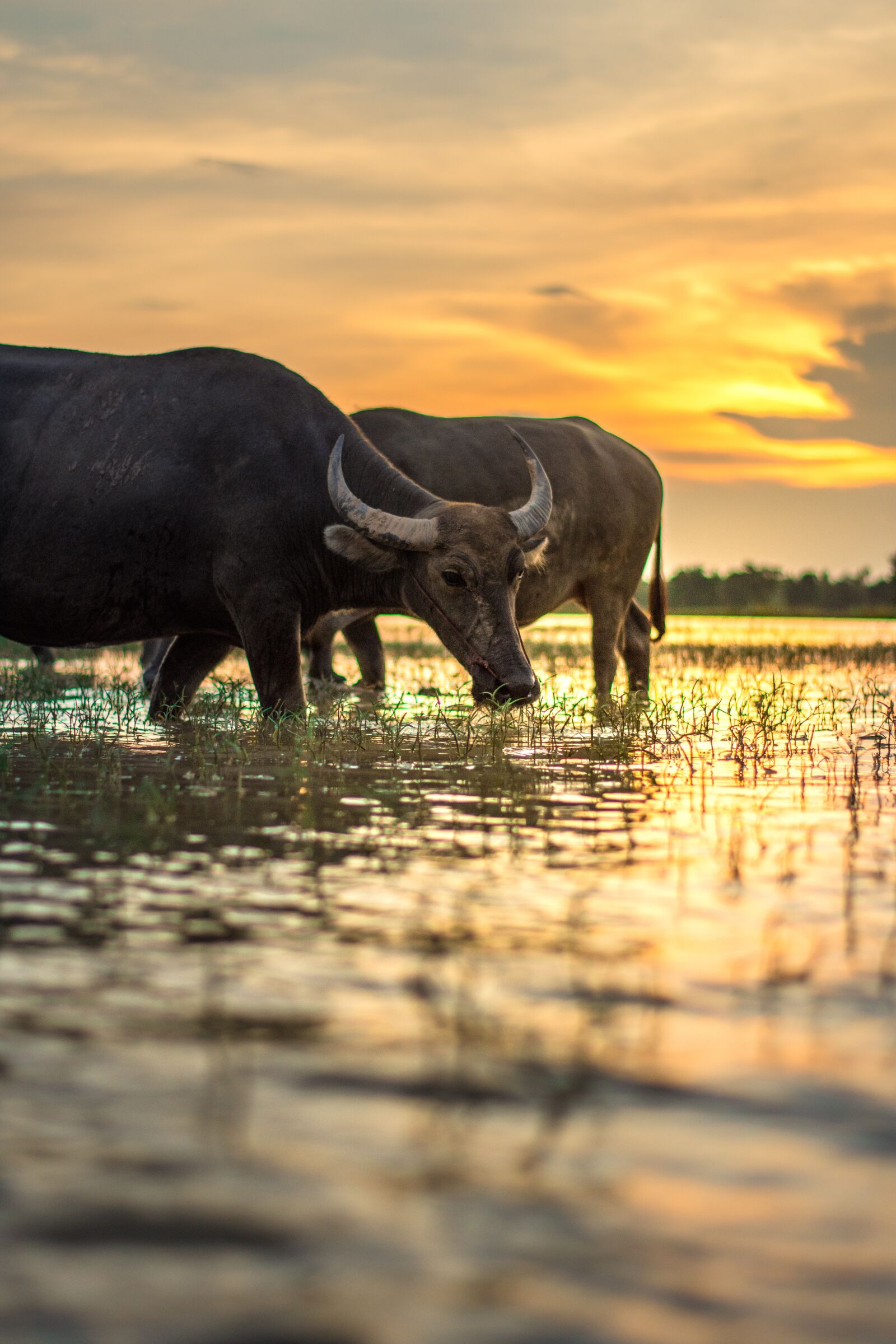 Nikon D7200 sample photo. Buffalo, outside of the photography