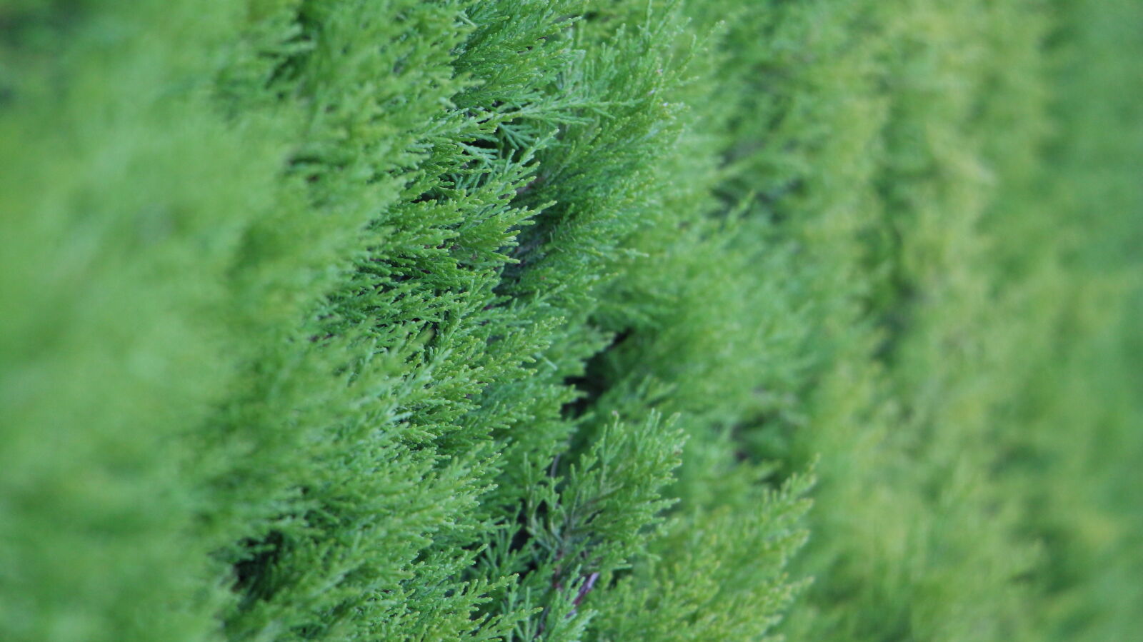 Canon EOS 700D (EOS Rebel T5i / EOS Kiss X7i) sample photo. Green, greenery, thuja photography
