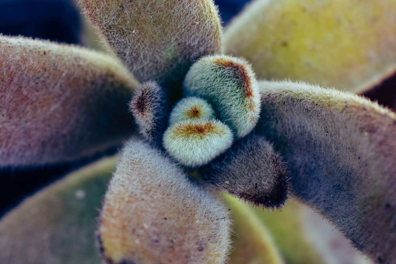 Nikon D3300 sample photo. Cactus, nature, plant photography