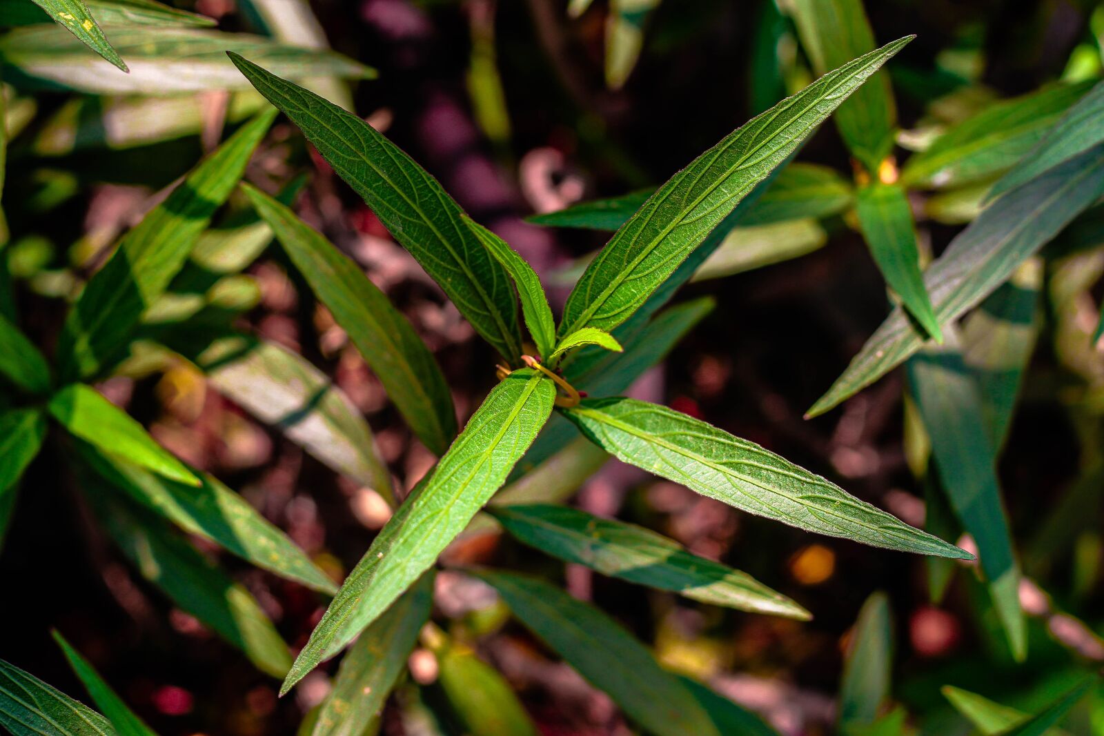 Canon EOS 7D + Canon EF 50mm F1.8 II sample photo. Plant, leaves, growing photography